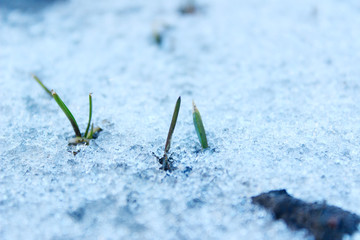 Blurry image of green grass sprouting from under the snow. Green leaves and white snow. Abstract nature background. Spring concept. 