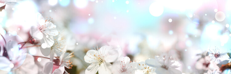 Beautiful cherry tree with tender flowers. Amazing spring blossom