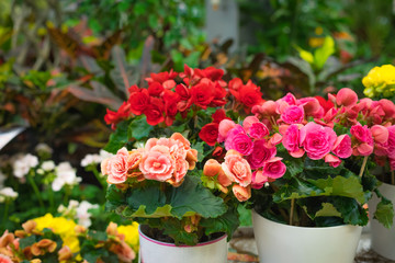 Blooming pink and red azalea potted, plant home decoration concept