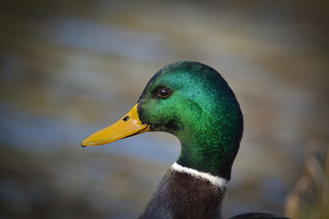 kaczka © Magorzata