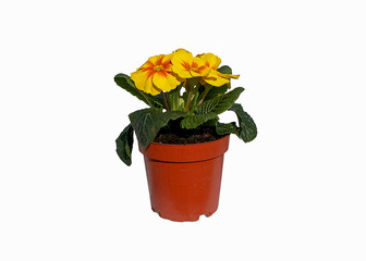 Primula Vulgaris plant in flower pot isolated on white background