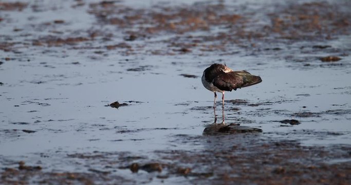 vanneau hupp&eacute; au bord de l'eau