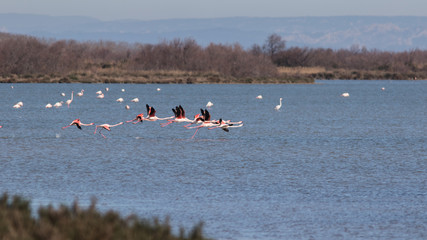 Vol de Flamants roses au dessus du Vaccarès