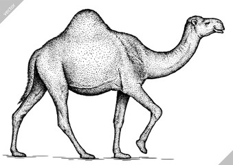 black and white engrave isolated camel illustration