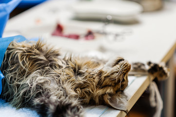 Surgery to remove a uterine tumor in a cat. Surgery in veterinary medicine. Applying clamps and...