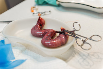 Surgery to remove a uterine tumor in a cat. Surgery in veterinary medicine. Applying clamps and...