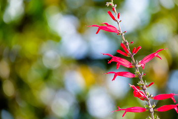 Flowers of pineapple sage or tangerine sage, Salvia elegans, nice bokeh in background
