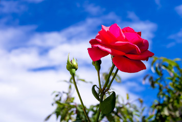 Rose flower against blue sky white clouds in the background