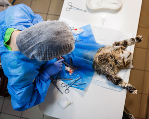 Surgery to remove a uterine tumor in a cat. Surgery in veterinary medicine. Applying clamps and...