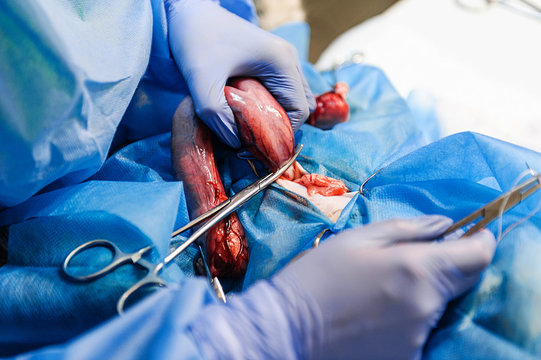 Surgery to remove a uterine tumor in a cat. Surgery in veterinary medicine. Applying clamps and sutures to the neurovascular bundle