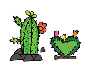 Cactus White background