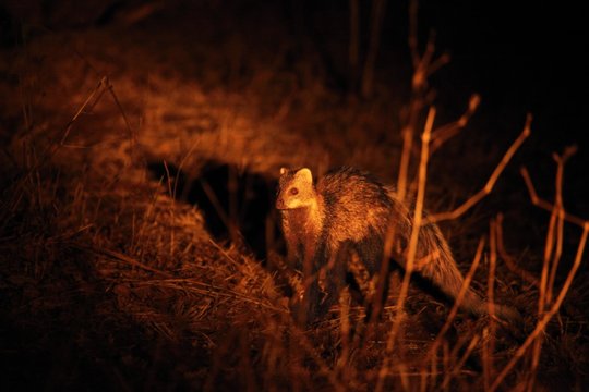 The young African Civet (Civettictis Civetta) walking in dry grass in dark night.