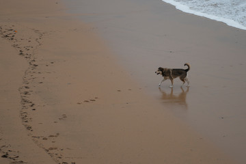 dog on the beach