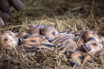 Wild boar piglets sleeping in forest