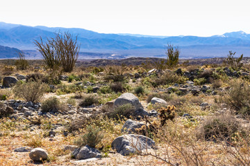 Desert landscape with ocotillo cactus and cholla, mountains and blue sky in background 