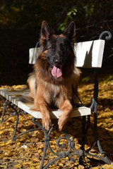 German Shepherd © Magorzata