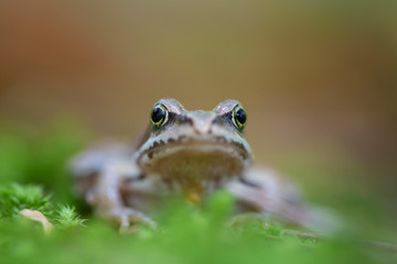 Сommon frog (Rana temporaria) in the natural ecosystem.