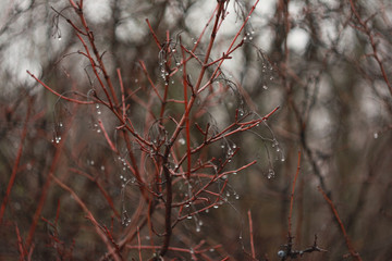 Red branches of a bush without leaves, covered with drops of water that hang like berries.