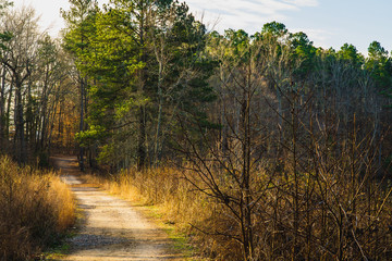Fototapeta na wymiar A Path in the Forest in Winter.