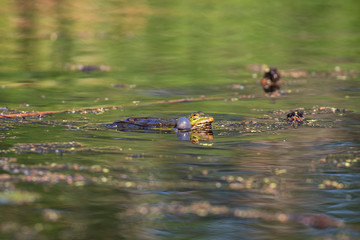 Green Marsh Frog croaking in the water. Pelophylax ridibundus. Marsh frog (Pelophylax ridibundus) in a pond. Green frog with a head over water.