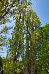 tree with fresh green leaves