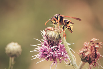 wasp gnaws on a broken cornflower