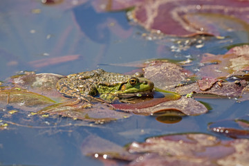 Green Marsh Frog croaking in the water. Pelophylax ridibundus. Marsh frog (Pelophylax ridibundus) in a pond. Green frog with a head over water.