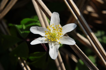 Biały kwiat zawilca gajowego (Anemone nemorosa)