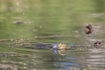 Green Marsh Frog croaking in the water. Pelophylax ridibundus. Marsh frog (Pelophylax ridibundus) in a pond. Green frog with a head over water.