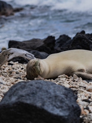 monk seal on beach