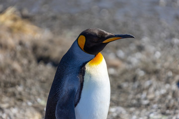 Königspinguin
