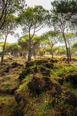 Mossy stones in forest