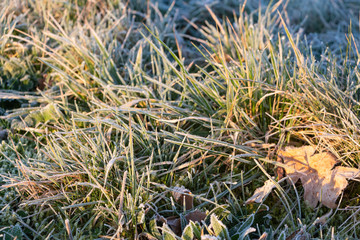 Frosted grass in a garden during winter