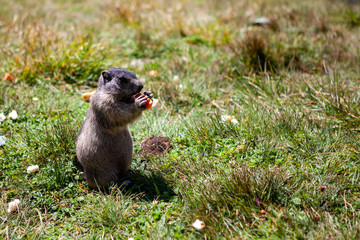 Marmot eating the carrot