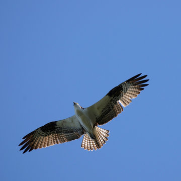 Osprey On Jun 30, 2013 At , Saint Helens, Oregon, USA.