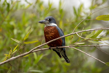 Ein freigestelltes Weibchen des Rotbrustfischer frontal auf einem Ast