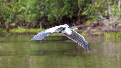 Ein freigestellter Cocoireiher dicht über einem Fluss fliegend in der Seitenansicht