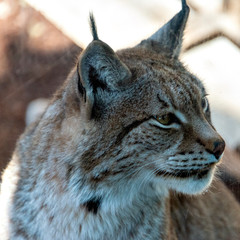 Face of Eurasian Lynx (Felis lynx) 
