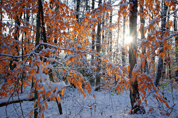 Fototapeta na wymiar Sun beams pouring through a forest scene