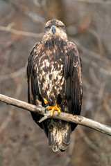 Young Bald Eagle in Tree - Chilkat Bald Eagle Preserve, Haines, Alaska