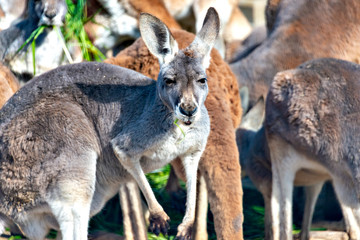 Red Kangaroo (Macropus rufus) in Japan
