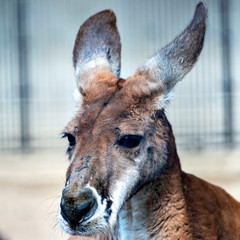 Red Kangaroo (Macropus rufus) in Japan