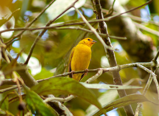 The Saffron Finch, also know as Canario-da-terra, is the most typical yellow bird in Brazil, Species Sicalis flaveola.