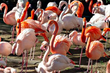 Flock of flamingo (Phoenicopterus roseus)