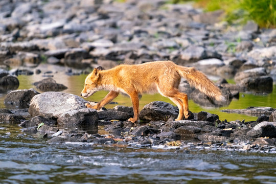 Red Fox Walking On River Edge Hunting - Kodiak, Alaska