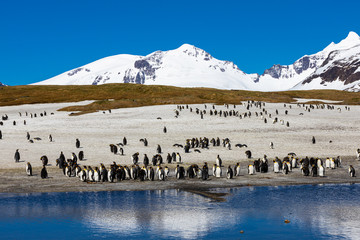 South Georgia