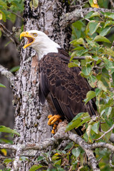 Eagle Squawking in Tree, Kodiak, Alaska