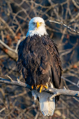Eagle in Tree - Chilkat Bald Eagle Preserve, Haines, Alaska