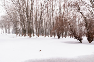 Frozen swamp with specific trees caught in the ice and covered with snow.