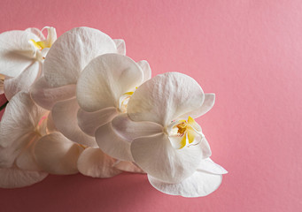 Fototapeta na wymiar fresh white orchid on the color background